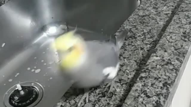 # Cockatiel Singing 🤗 🤗