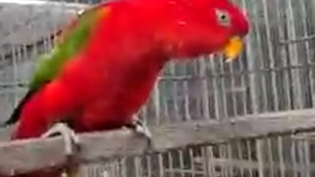 My Red Parrot is Dancing.