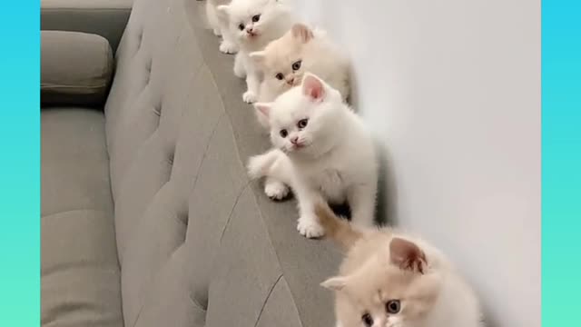 Cat very nice care video