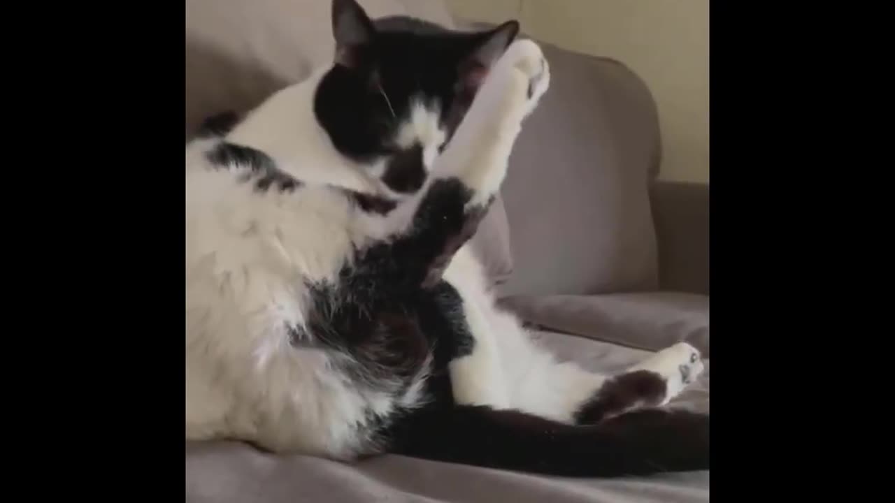 Hilarious Animal Antics: Try Not to Laugh at These Adorable Pets! 🐶😹 #12