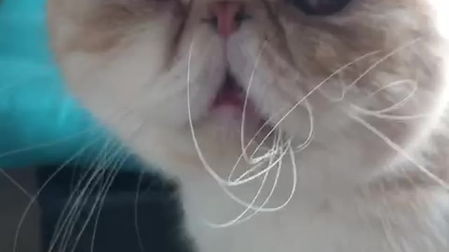 Cat goes ugly