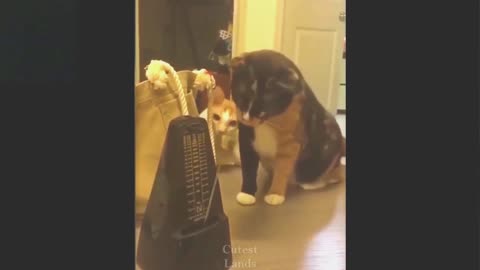 Cute and funny pets being prank by owner