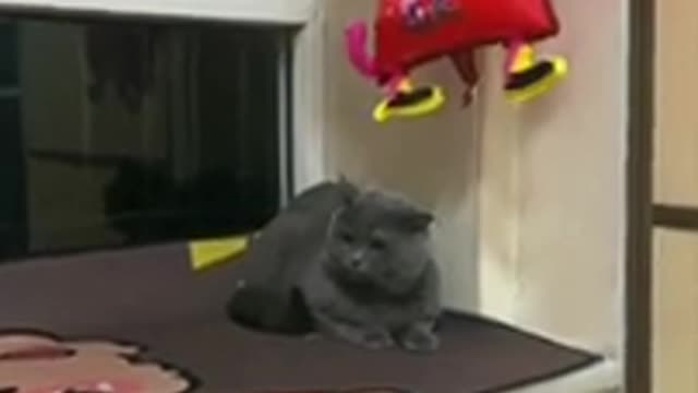 Cat videos ll