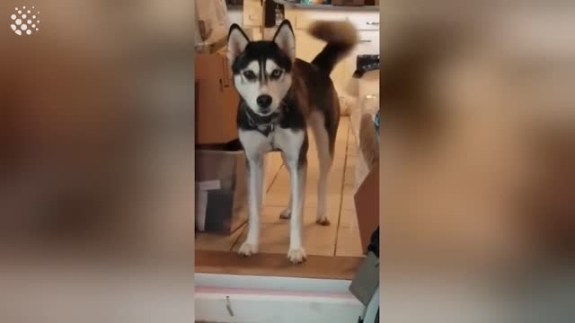 Funny Huskies Speaking