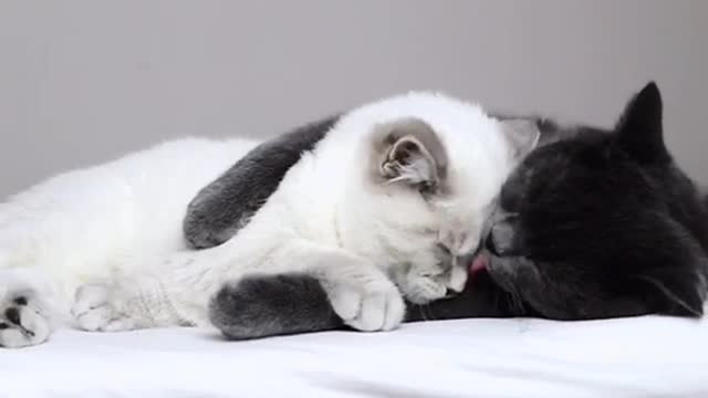 Cat Showers Kitty With Loving Kisses