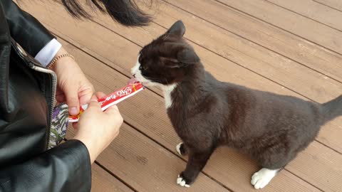 Cat eating a snack quickly