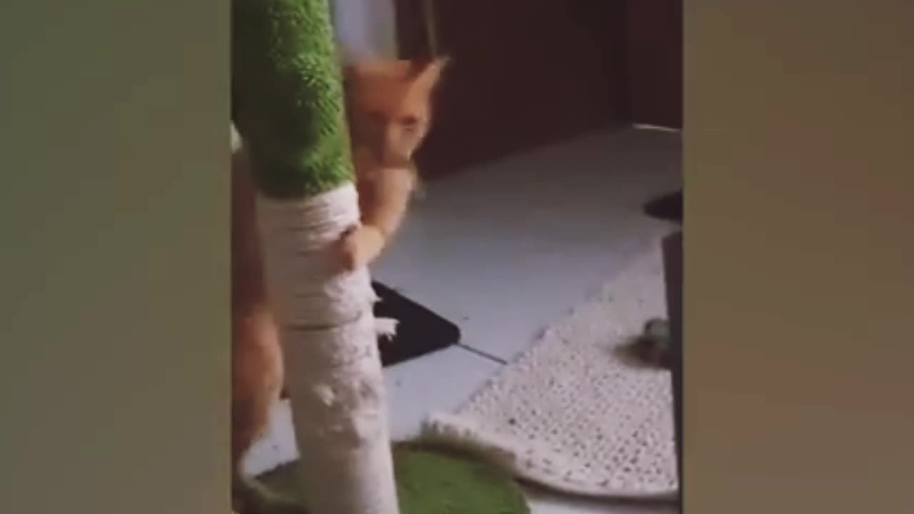 Cat funny video