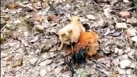 Funny Animal Fights #The Fight between Chicken and Dog#2