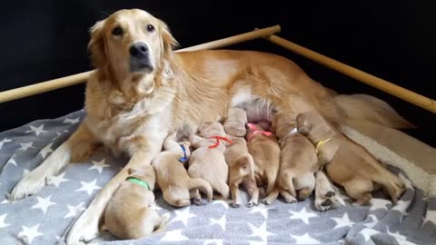 Golden Retriever Hündin Nala zum ersten Mal Mutter