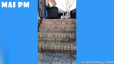 SPECIAL FUNNY DOGS EDITION - FUNNIEST DOGS video will make you forget all bored problems!.mp4