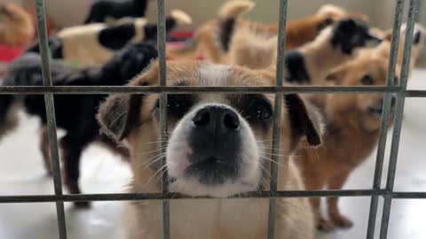 Portrait of sad mixed breed dog behind the fences. Dog in a shelter or an animal nursery
