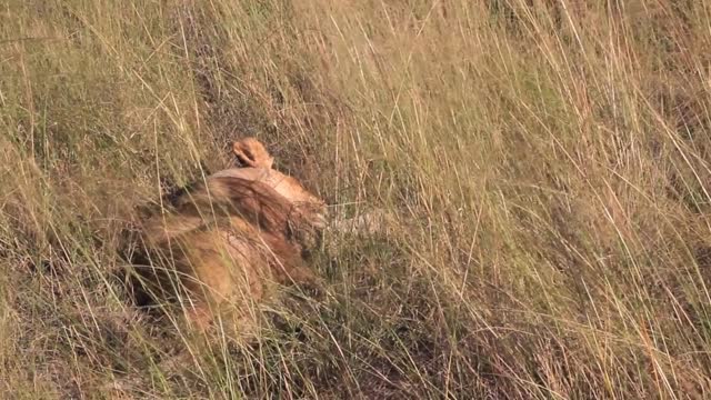 lion lays down in grass