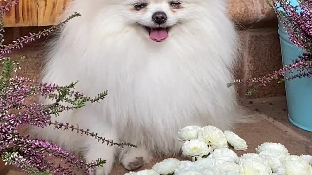 So cute dog (luzi) 😍😍😍😍