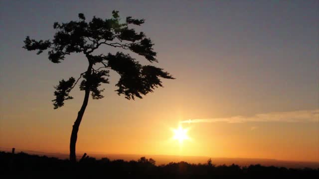 Lonely tree at sunset