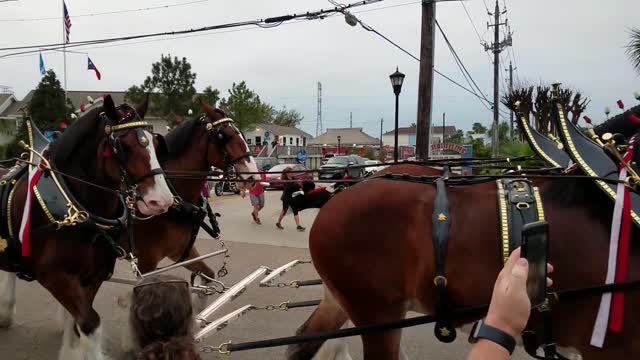 Budweiser Clydesdales Up Close and Personal part 2