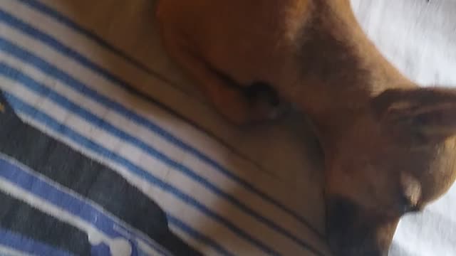 Sleeping dog most beautiful thing