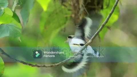 REXULING MUSIC PARROT BIRDS