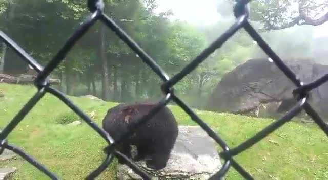 Adorable Bear in Search Of Peanut Butter !!!
