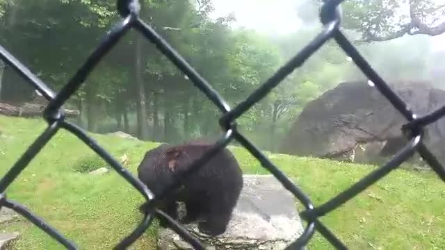 Adorable Bear in Search Of Peanut Butter !!!