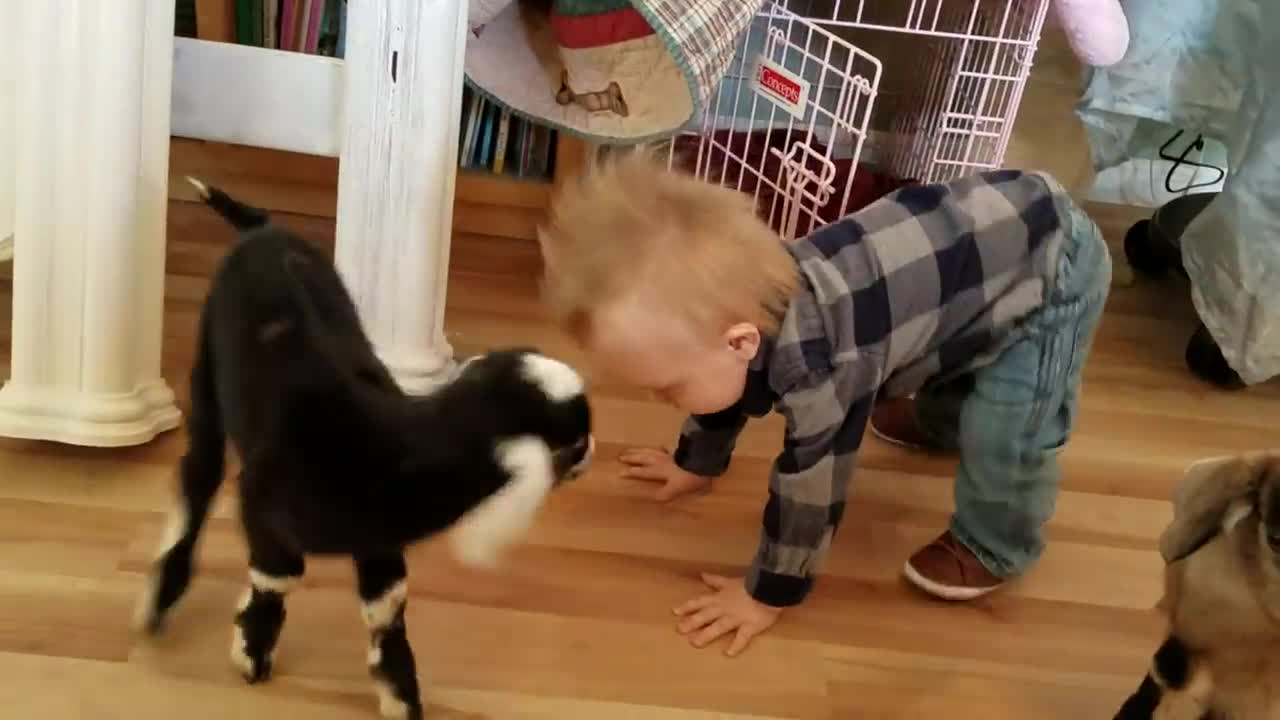 baby Play with animals