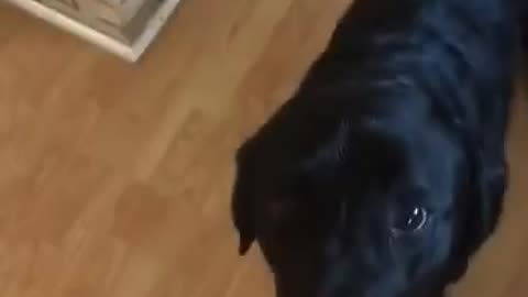Chopper mouth 🤣😂🤣