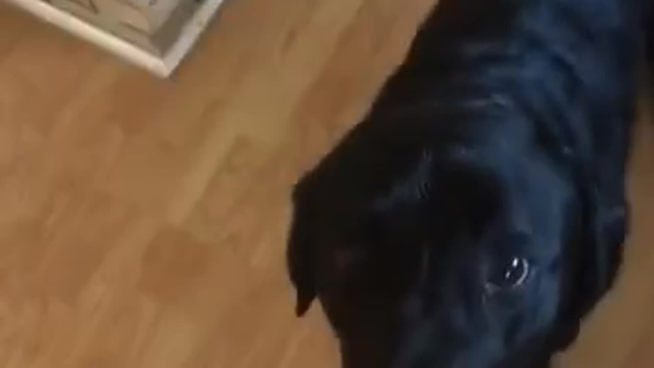 Chopper mouth 🤣😂🤣