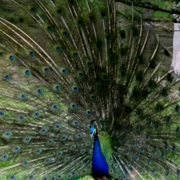 Blue Peacock Balz Spring