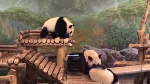 Cute panda falls