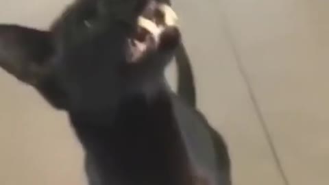 Чудо кот