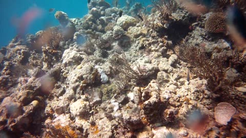 Ship wreck dive, scuba. Philippines