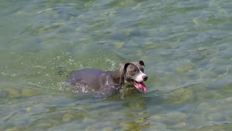 swimming dog