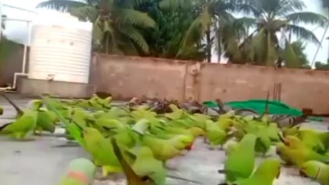 How to Attract Parrots to Your Roof