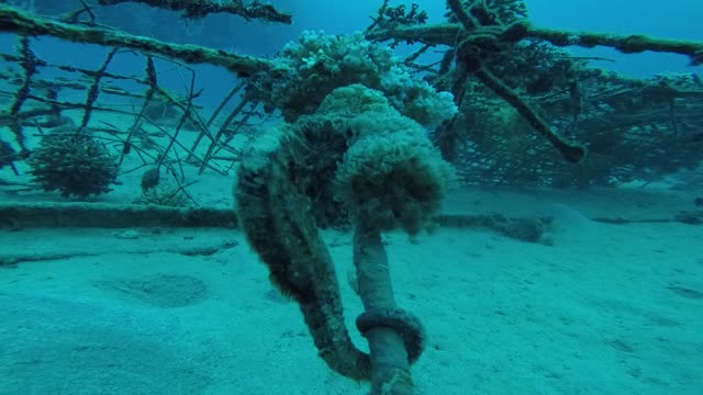 Hippocampus Sea ​​horse in the Red Sea, Eilat Israel