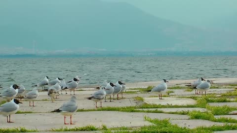 Seagulls on the boardwalk with the sea in the background