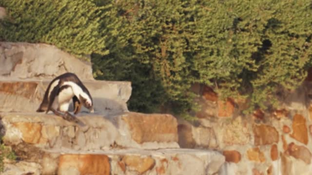 penguins come down stairs