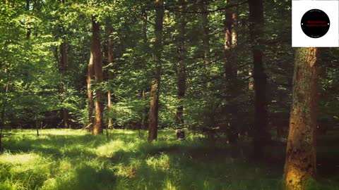 Meditation relaxing part 4