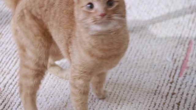 Cat funny video