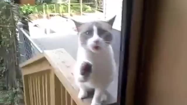 This cat doesn't like locked doors!!