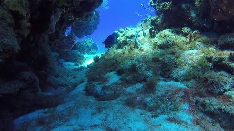 Barracuda Kiss