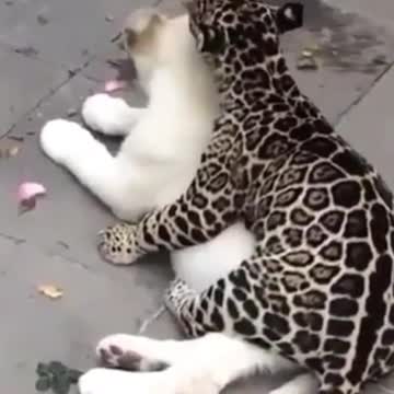 Two cats playing and licking each other