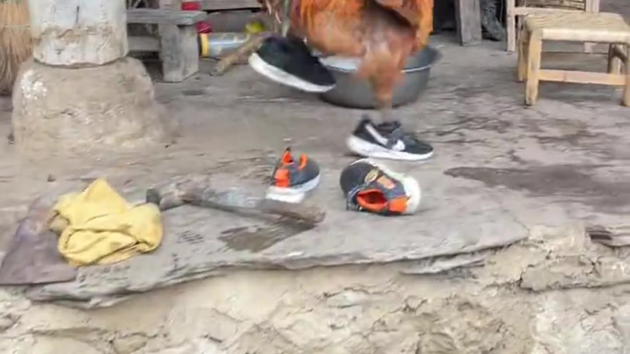 Rooster running with shoes on 😂😂😂