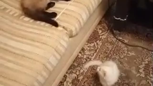 Two cats 2