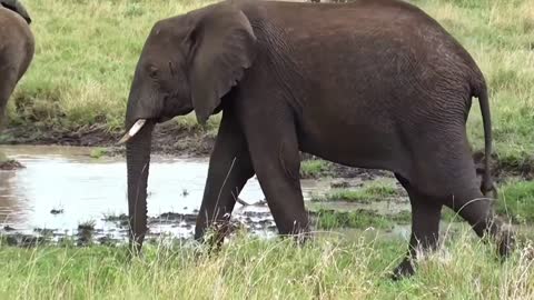 Footage of An Elephant hd elephant moment