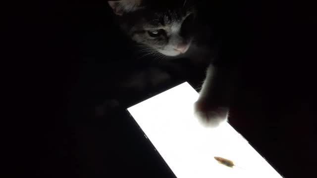 Cat VS Mouse