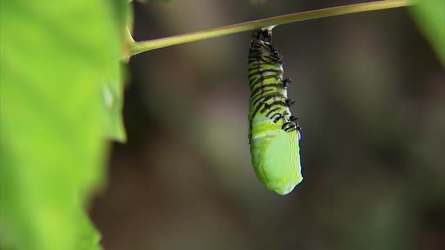 Caterpillar Change To Chrysalis