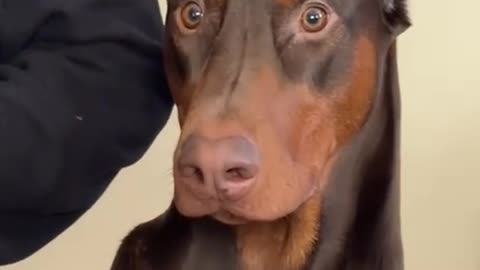 Doberman getting a manicure 🤣