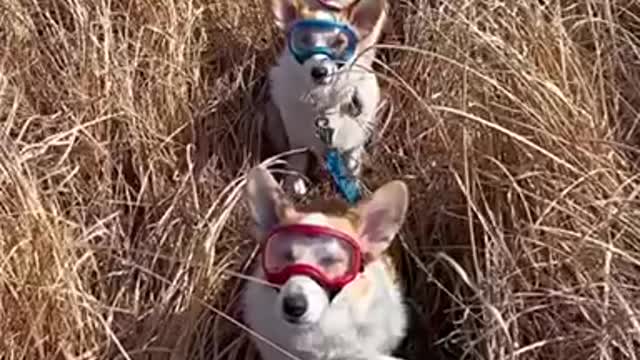 Three dogs wearing goggles to protect their eyes haha