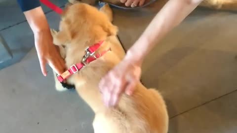 Two golden retrievers play and get pet by owners