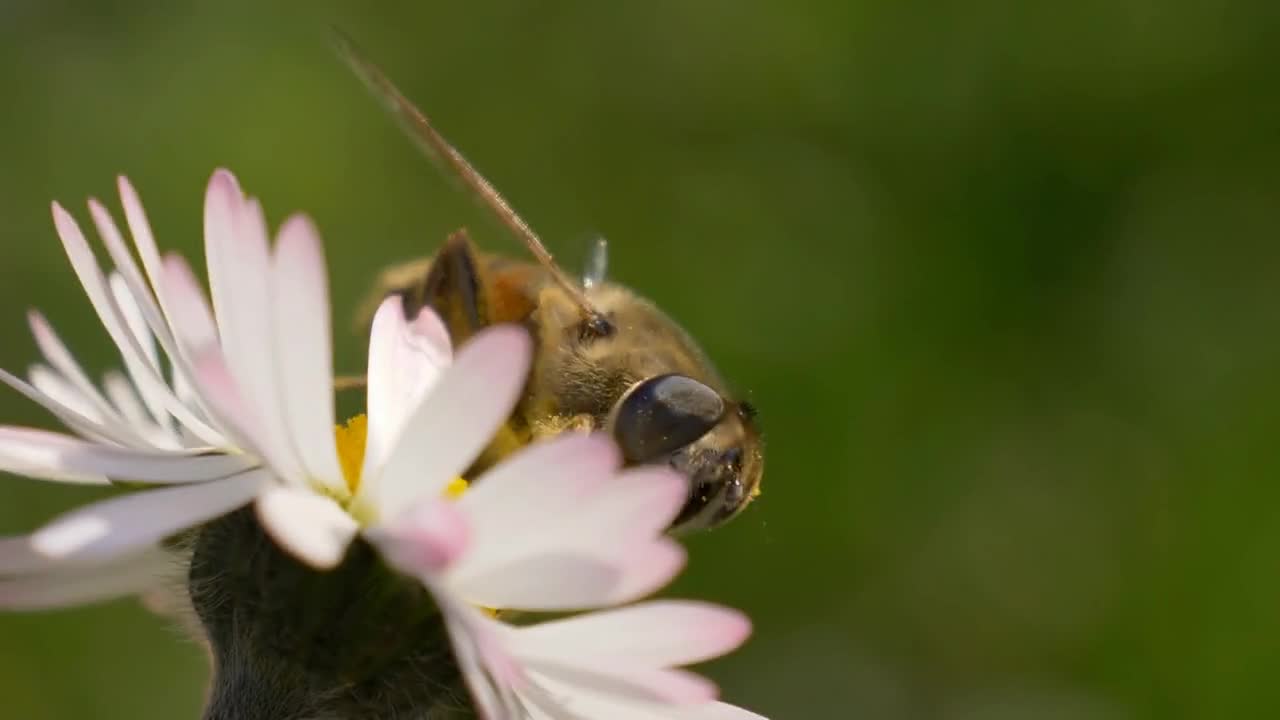 Honey Bee collecting nectar on a daisy. Selective focus shot with shallow depth of field