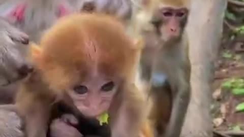 Cute Baby Monkey